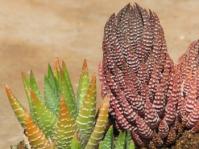 Different growth forms of Haworthiopsis. (S.D. Gildenhuys)