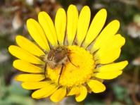 Ursinia paleacea in habitat, visited by a monkey beetle.