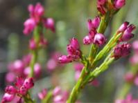 Erica rhopalantha (Loretta Floors)
