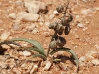 Ledebouria apertiflora 