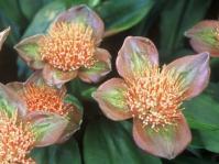 Scadoxus membranaceus