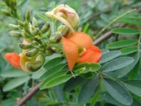 Tephrosia pondoensis (Geoff Nichols)