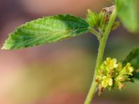 Waltheria indica 
