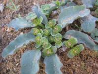 Euphorbia tuberosa 