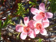 Pelargonium incarnatum 