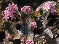 Ledebouria galpinii 