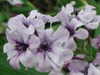 Babiana fragrans (Graham Duncan)