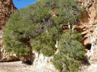 Ficus ilicina 