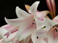 Crinum lineare (Adriaan Grobler)