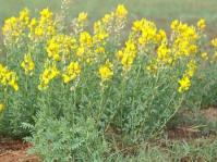 Crotalaria magaliesbergensis 