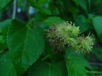 Croton megalobotrys (Geoff Nichols)