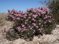 Limonium capense 