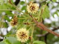 Xylia torreana 