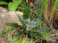 Ledebouria revoluta