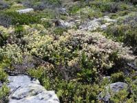 Helichrysum patulum 