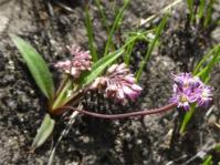 Ledebouria rupestris 