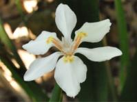 Dietes butcheriana 