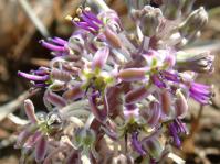 Ledebouria ovatifolia subsp. scabrida 
