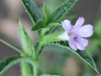 Barleria oxyphylla