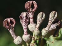 Ceropegia crassifolia var. crassifolia
