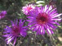 Drosanthemum longipes