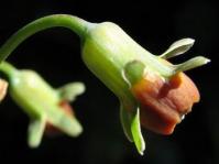 Tulbaghia acutiloba 