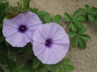 Ipomoea cairica 