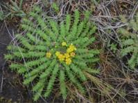Euphorbia flanaganii 