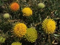Leucospermum prostratum