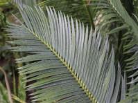 Encephalartos cerinus (Willem Froneman)