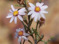 Phymaspermum appressum 