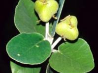 Androstachys johnsonii, fruits. (E. Schmidt)