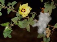 Gossypium herbaceum subsp. africanum (Ernst Schmidt)