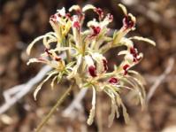 Pelargonium heterophyllum