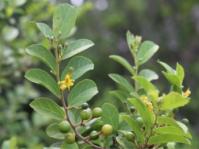 Grewia retinervis
