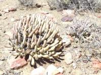 Cylindrophyllum comptonii 
