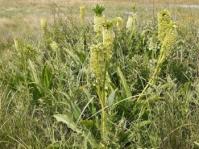 Eucomis pallidiflora subsp. pole-evansii 