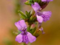 Dyschoriste rogersii