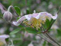 Clematis brachiata x villosa ‘Silver Beard’