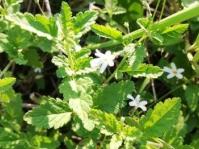 Jamesbrittenia kraussiana