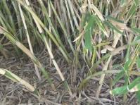 Bergbambos tessellata  (= Thamnocalamus tessellatus)