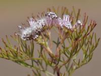 Serruria candicans