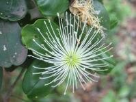 Thilachium africanum