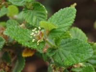 Cliffortia odorata