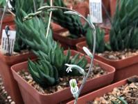 Haworthiopsis coarctata