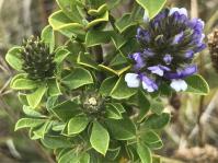 Otholobium bracteolatum