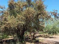 Combretum hereroense