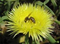 Carpanthea pomeridiana