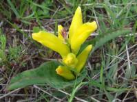 Lachenalia reflexa