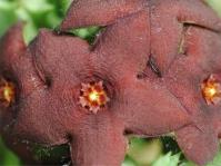 Orbea melanantha